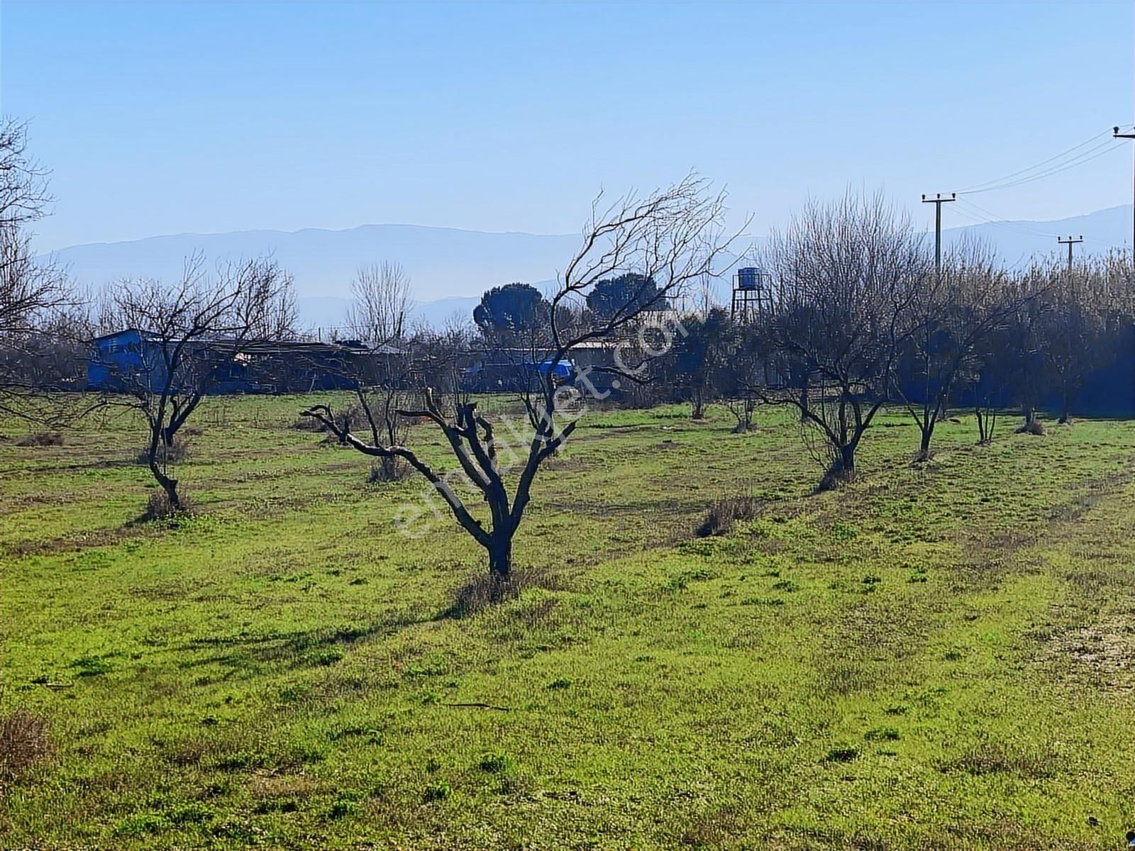 Aydın Efeler Umurlu Mahallesinde Satılık 10.103 M2 Tarla