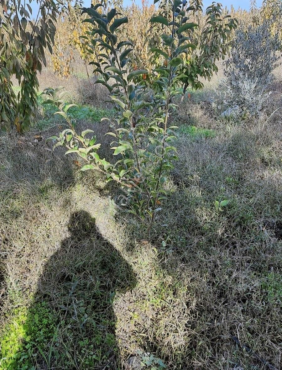 Kemalpaşa Ören'de 1896m2 Kupon Bahçe - Görsel 4