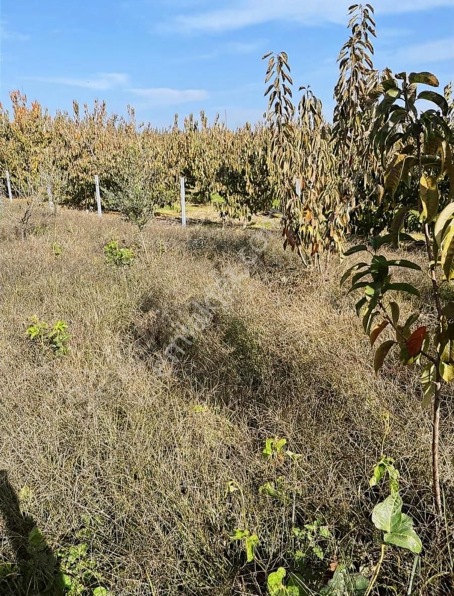 Kemalpaşa Ören'de 1896m2 Kupon Bahçe - Görsel 13