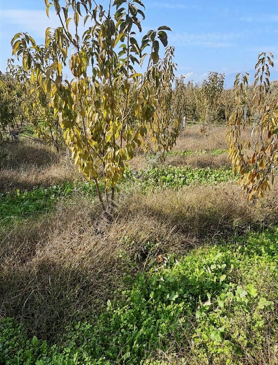 Kemalpaşa Ören'de 1896m2 Kupon Bahçe - Görsel 7