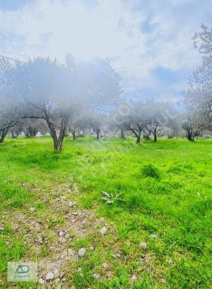 Manisa Soma Satılık Arazi