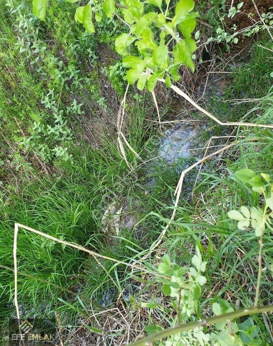 🌿 Lale Köyü – 1.091 M² Tam Müstakil Bahçe – Meyve Ağaçlı – Su Kaynaklı - Görsel 3