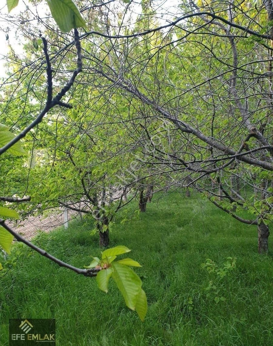 🌿 Lale Köyü – 1.091 M² Tam Müstakil Bahçe – Meyve Ağaçlı – Su Kaynaklı