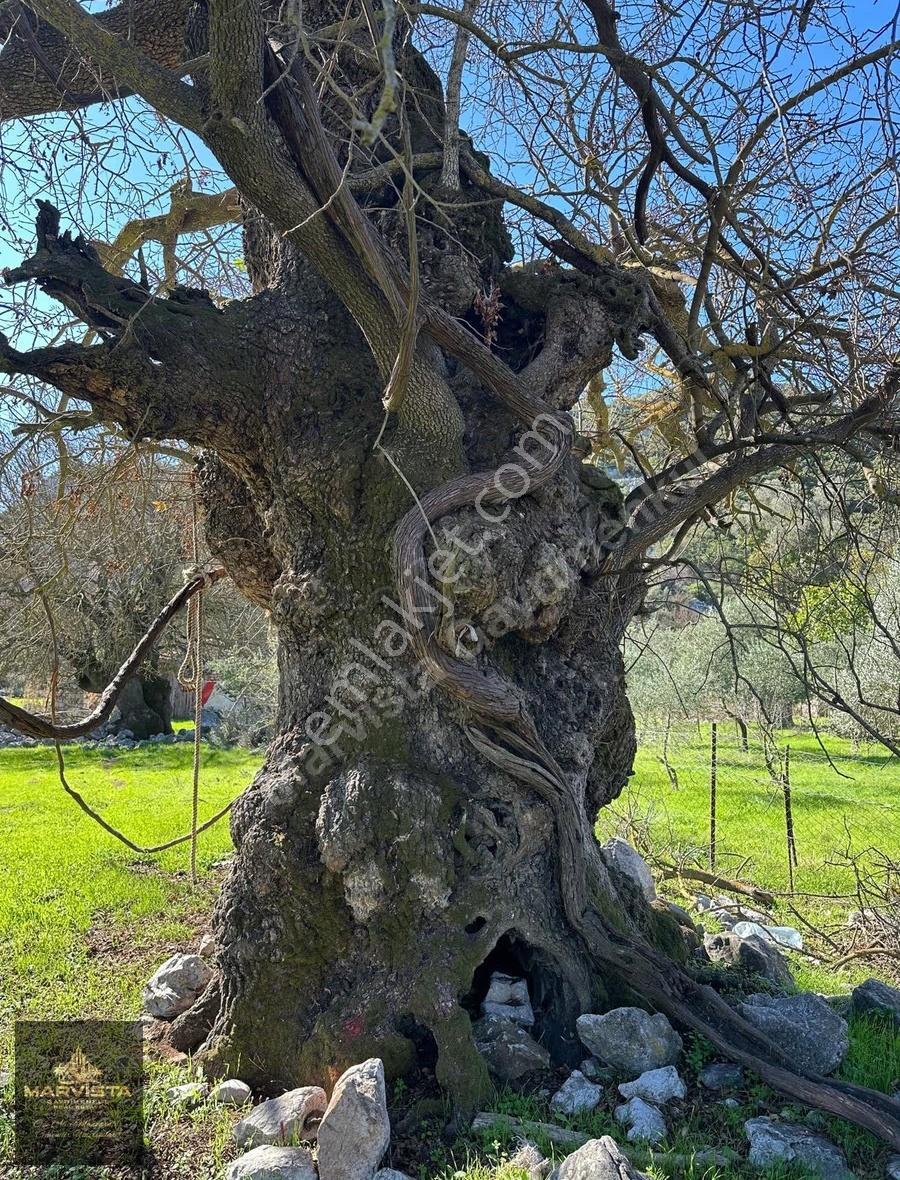 Selimiyede Tapuya İşli Kargır Ev Tarla - Görsel 12