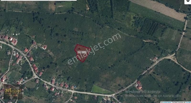 Mabel'den Sakarlıda Merkeze Yakın Tek Tapulu Fındık Bahçesi
