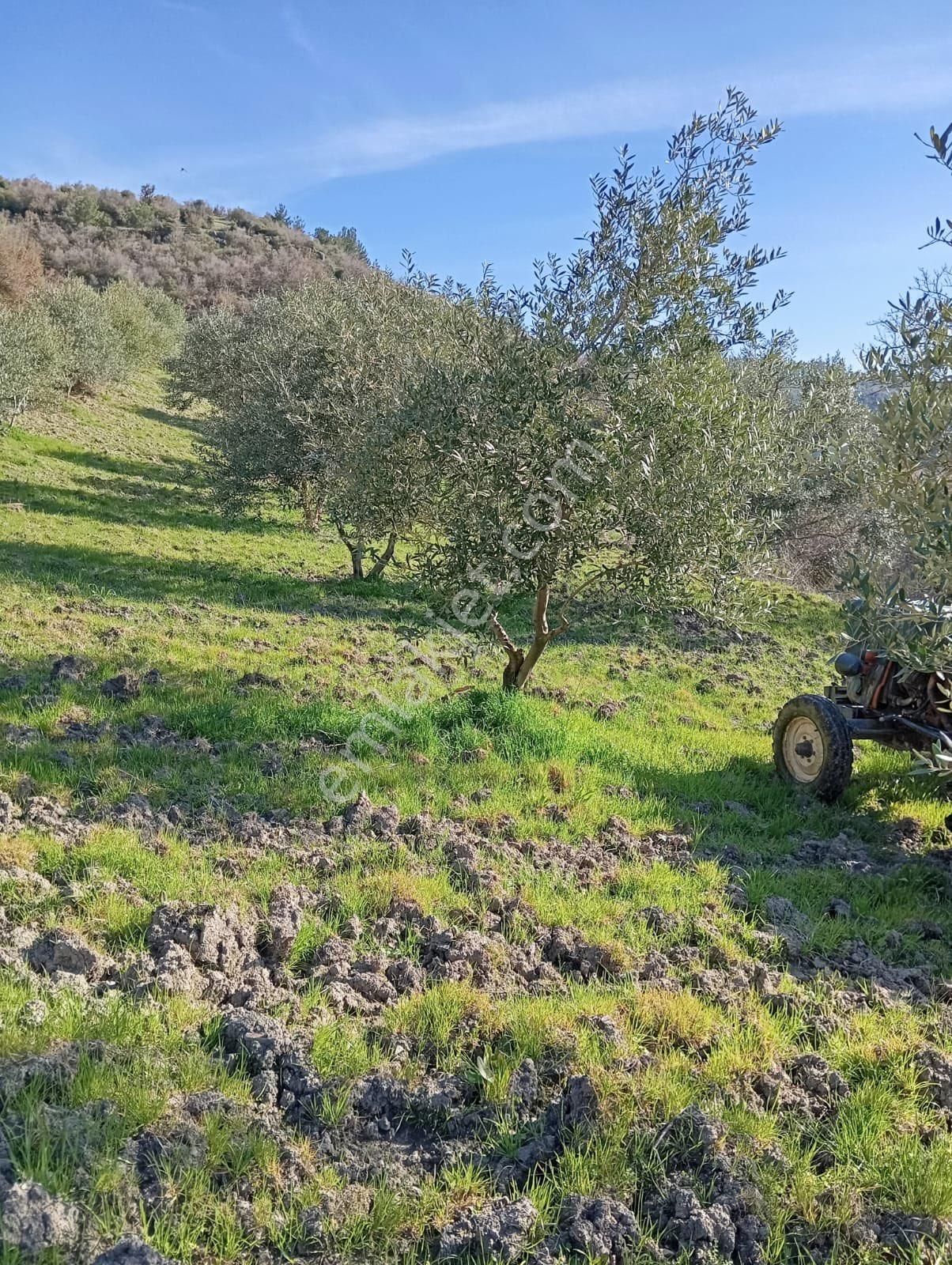 Saruhanlı Şatırlar Zeytinlik