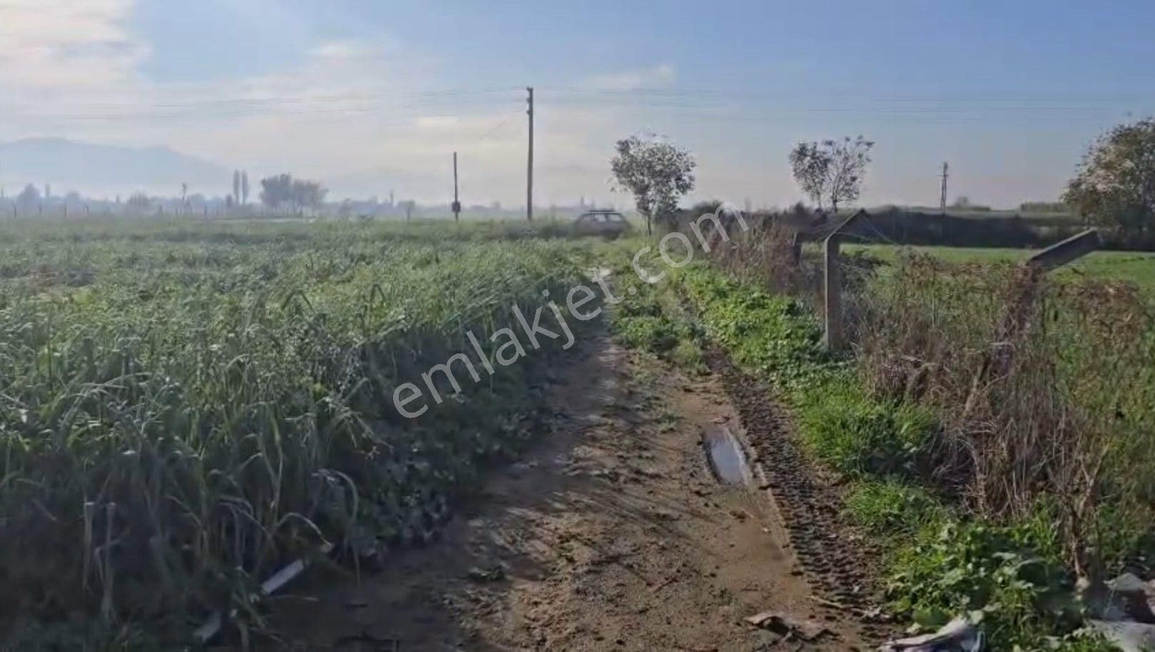 Yerleşim Alanına Yakın Tarla