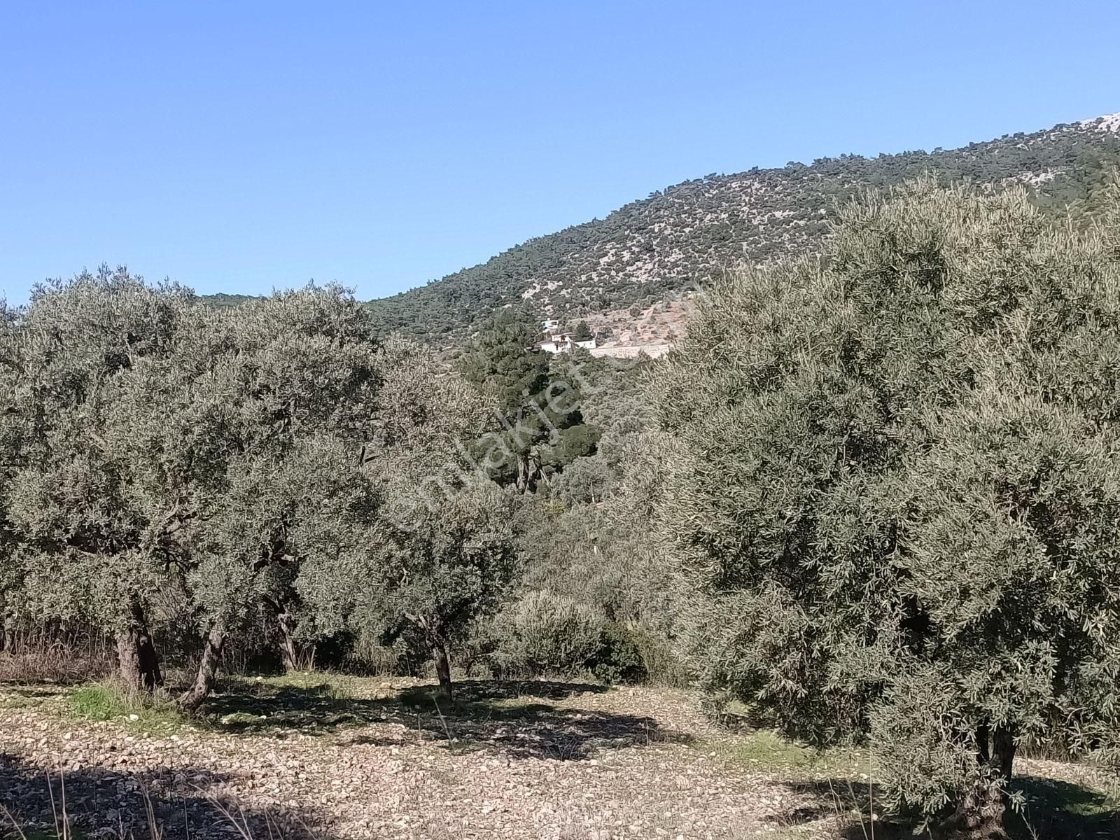 Coldwell Banker Jasse Güvencesi İle Buca Doğancılar Köyünde - Görsel 4