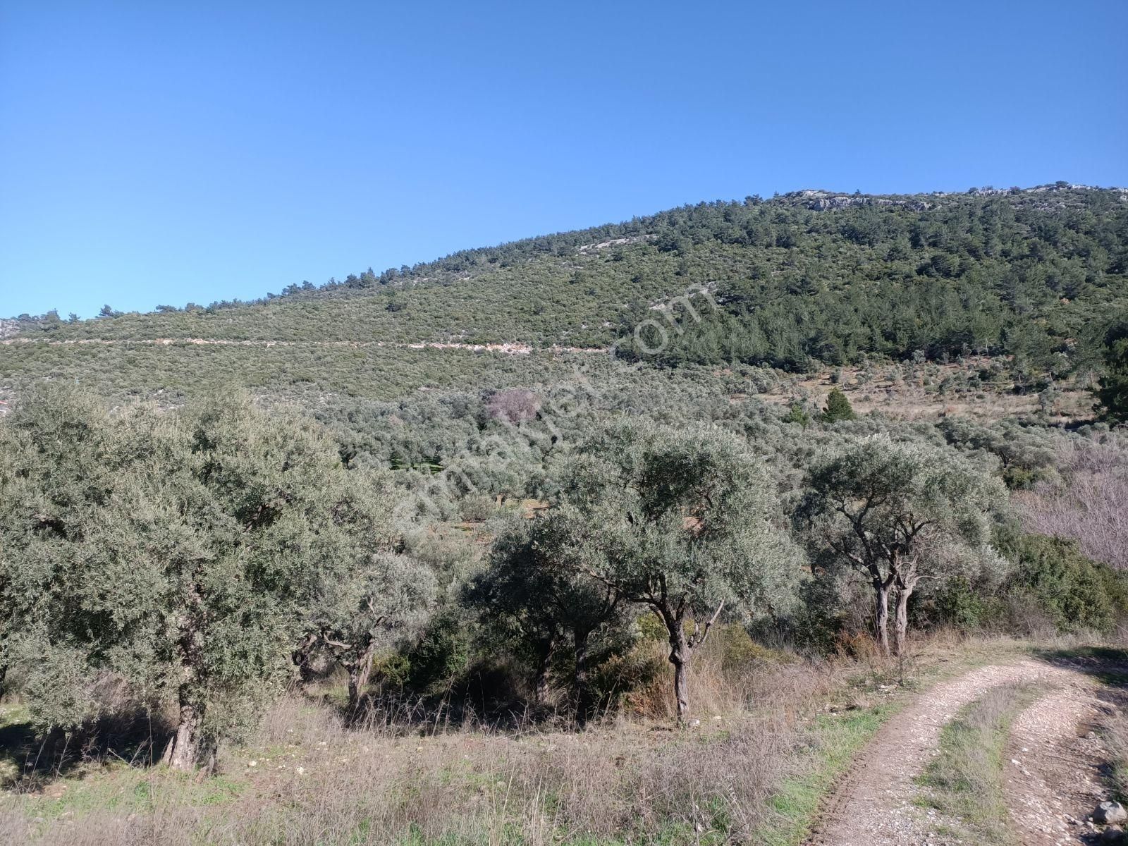 Coldwell Banker Jasse Güvencesi İle Buca Doğancılar Köyünde - Görsel 12