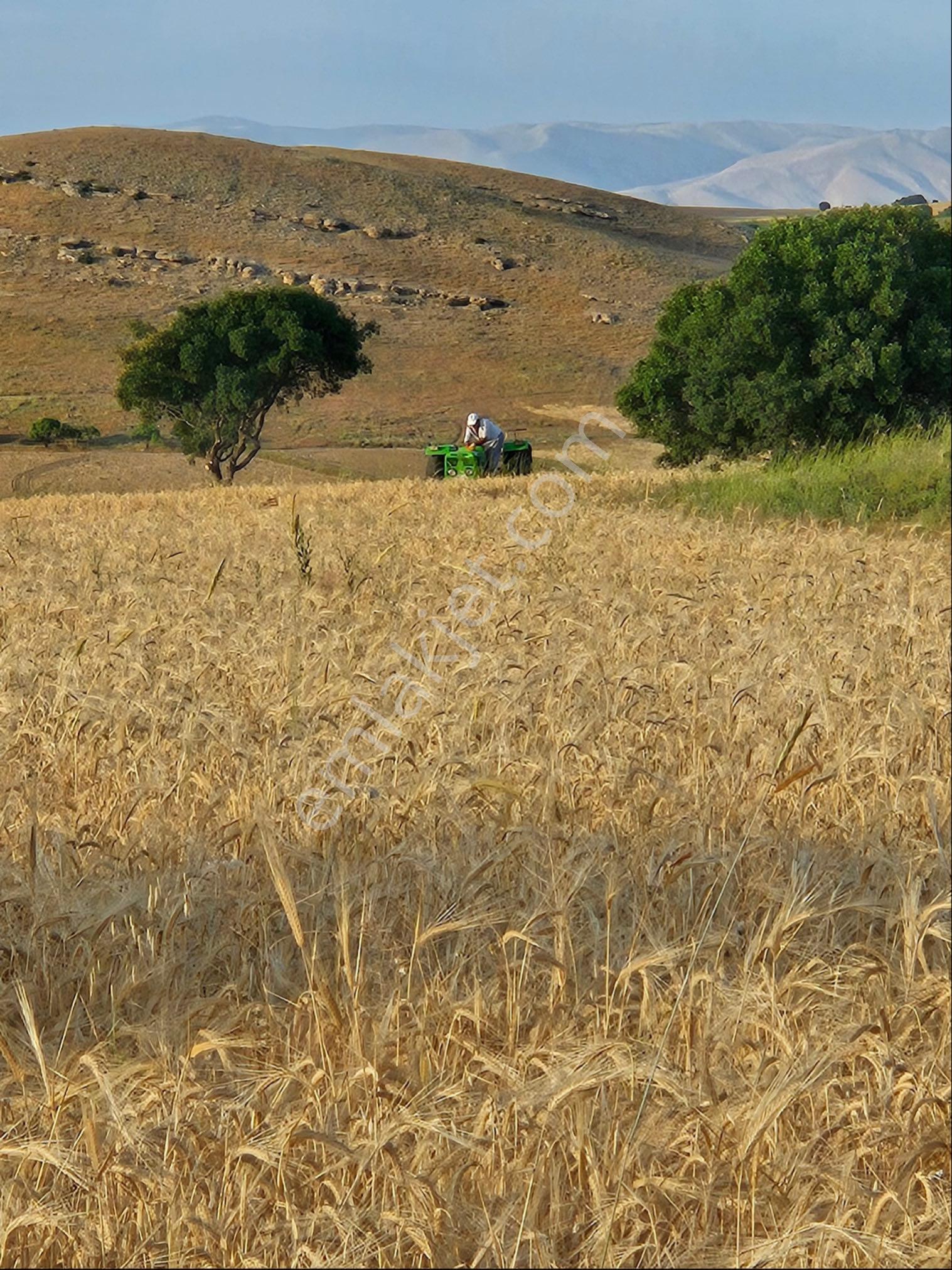 Elazığ Merkez Körpe Köyü’nde Satılık Verimli Tarla - Görsel 4