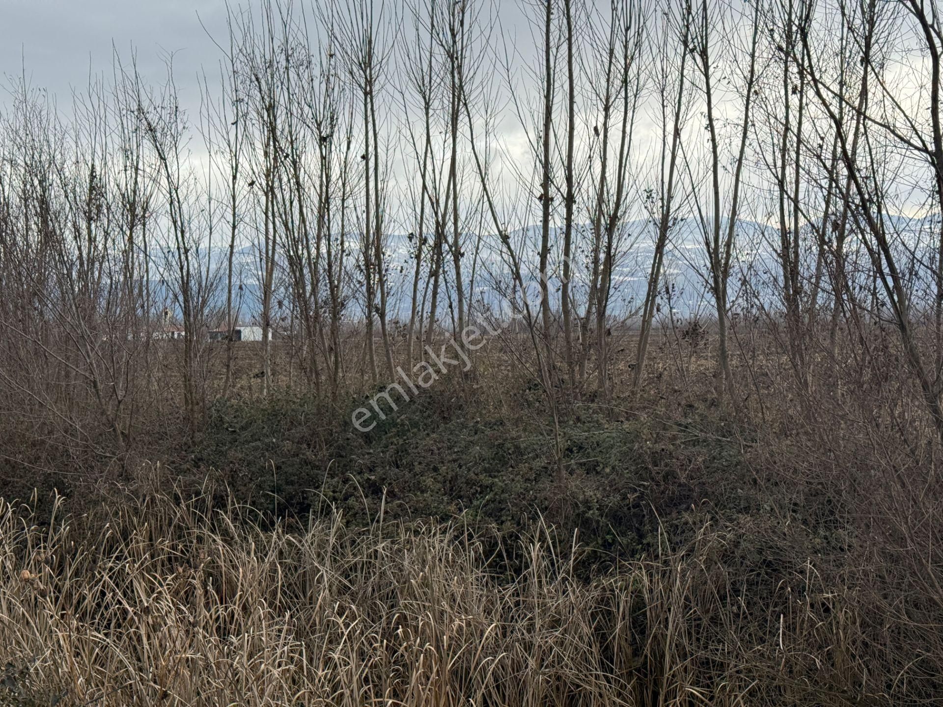 Yankıdan Pazar Ovayurt Köyü Suyu Yolu Olan 12.585m2 Satılık Tarla - Görsel 2