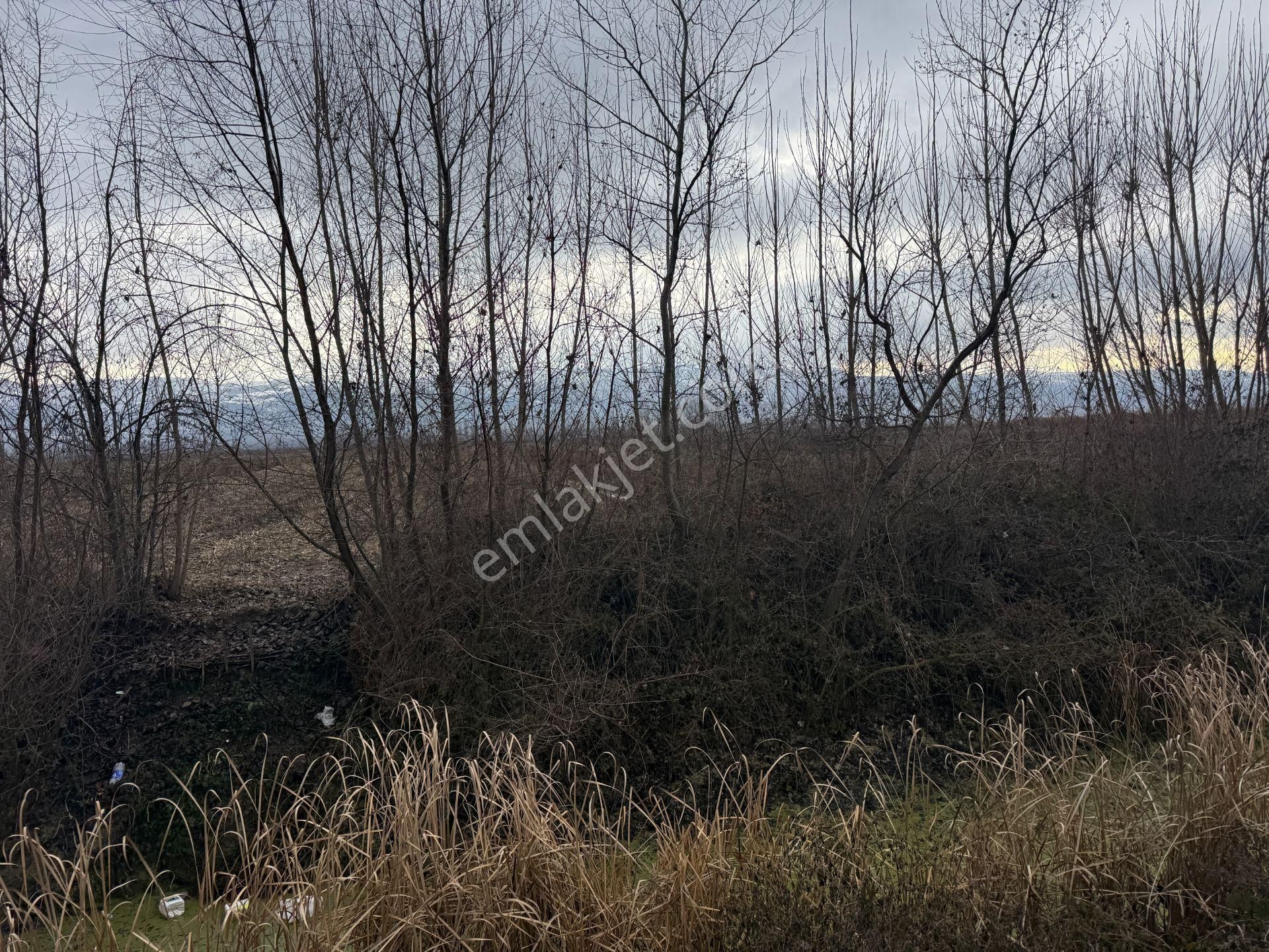 Yankıdan Pazar Ovayurt Köyü Suyu Yolu Olan 12.585m2 Satılık Tarla - Görsel 4