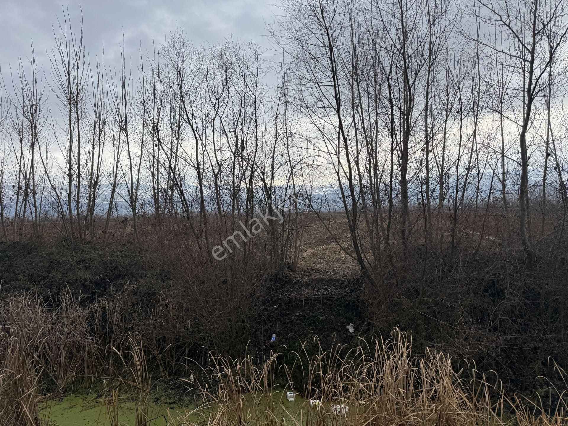 Yankıdan Pazar Ovayurt Köyü Suyu Yolu Olan 12.585m2 Satılık Tarla - Görsel 3