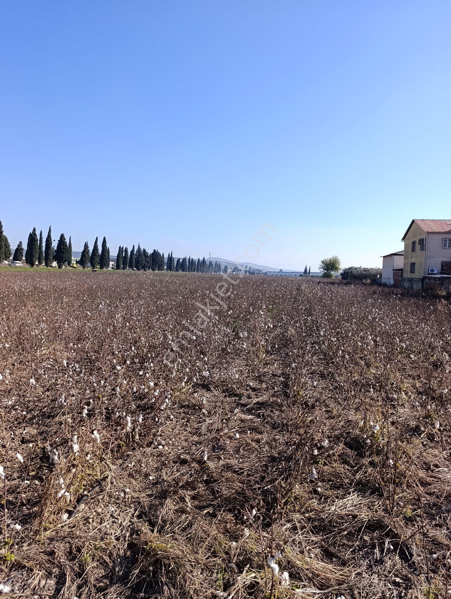 İzmir Torbalı Yazıbaşında Satılık Tarla - Görsel 14