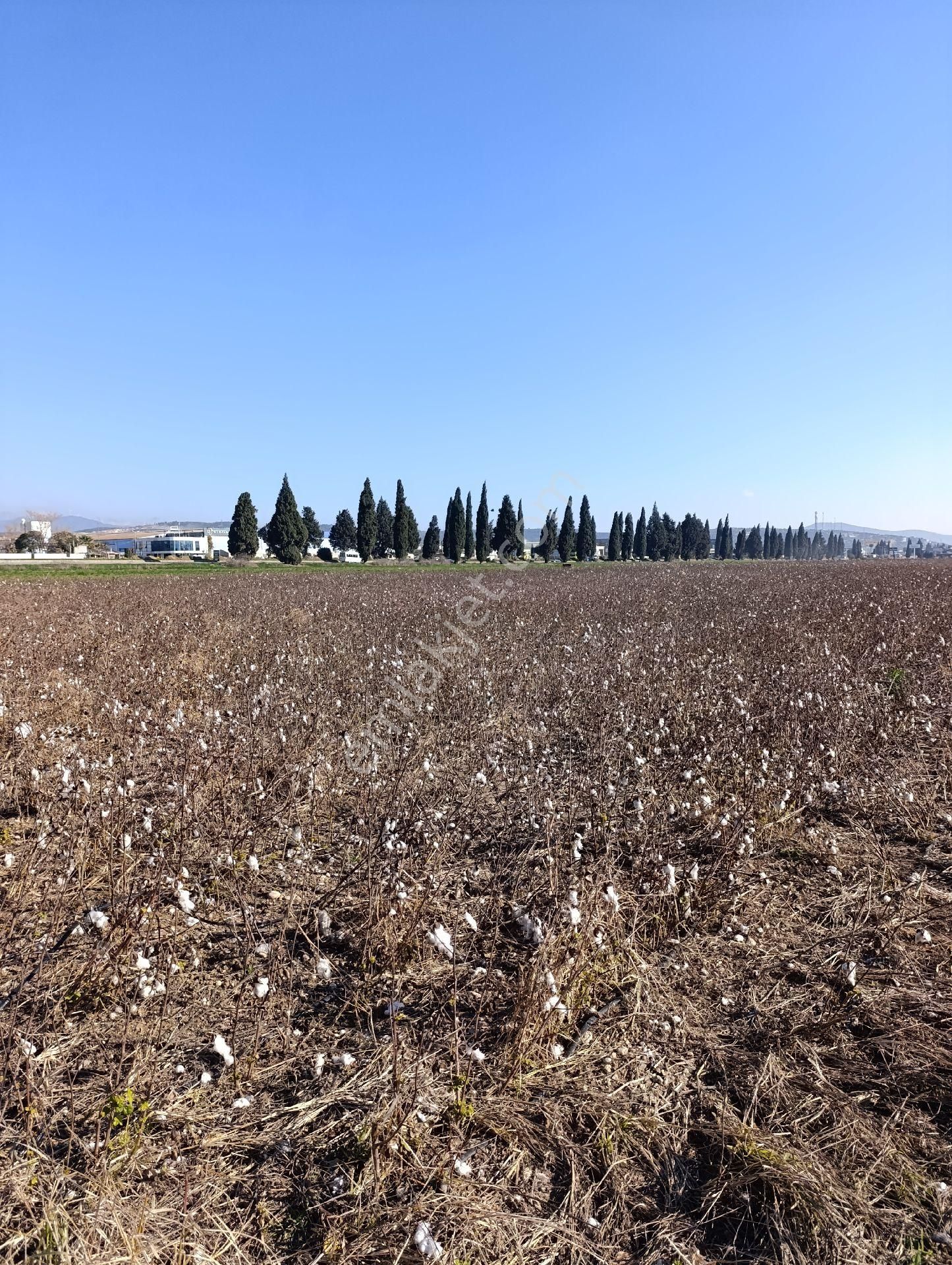 İzmir Torbalı Yazıbaşında Satılık Tarla - Görsel 15