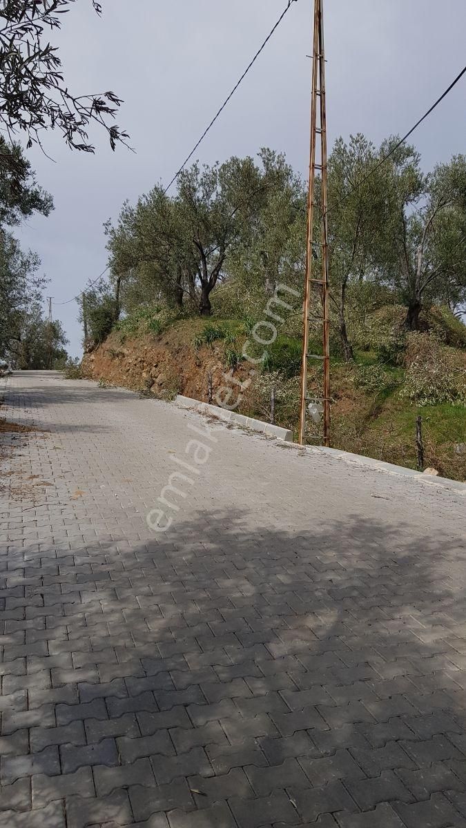 Rw Nefes'ten Narlı Köyünde Full Deniz Manzaralı Zeytinlik - Görsel 5