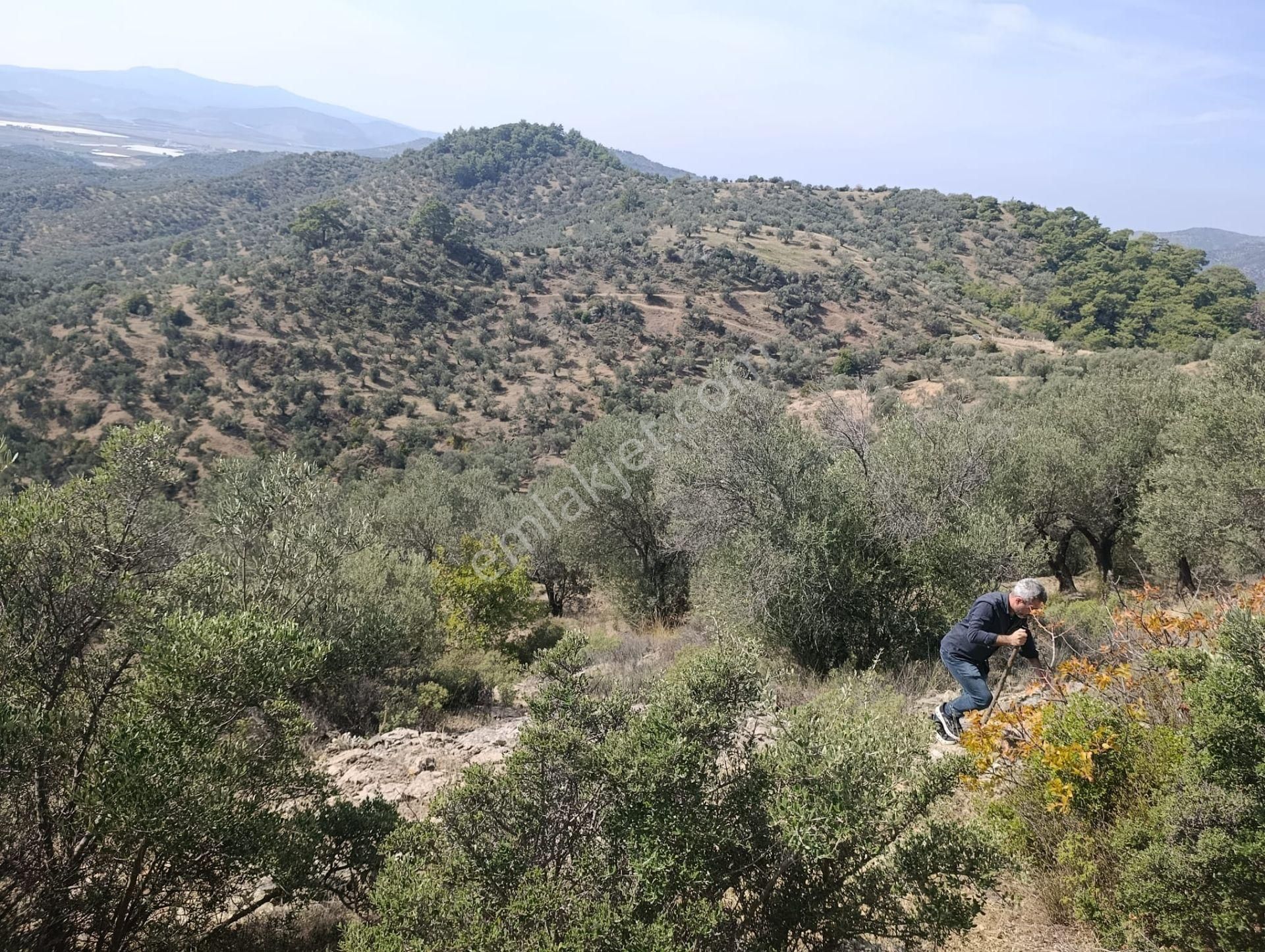 İzmir De Satılık 23 Dekar Ve 800 Ağaç Zeytinli Tarla Son Fiyat - Görsel 16