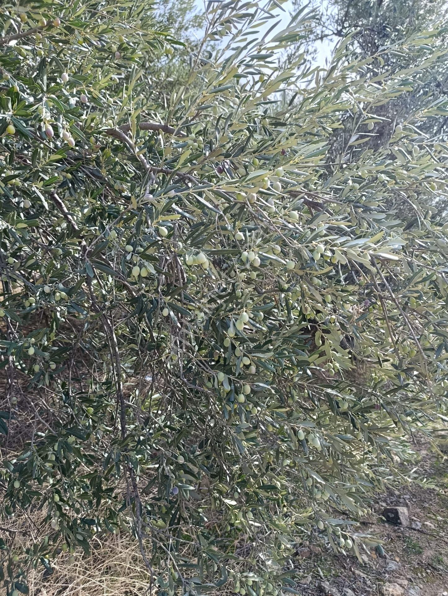 İzmir De Satılık 23 Dekar Ve 800 Ağaç Zeytinli Tarla Son Fiyat - Görsel 10
