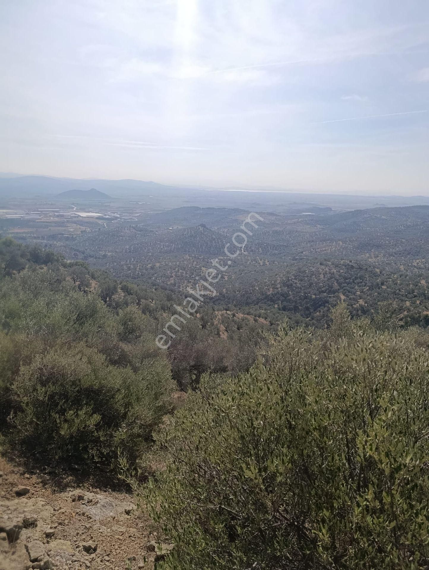 İzmir De Satılık 23 Dekar Ve 800 Ağaç Zeytinli Tarla Son Fiyat - Görsel 15