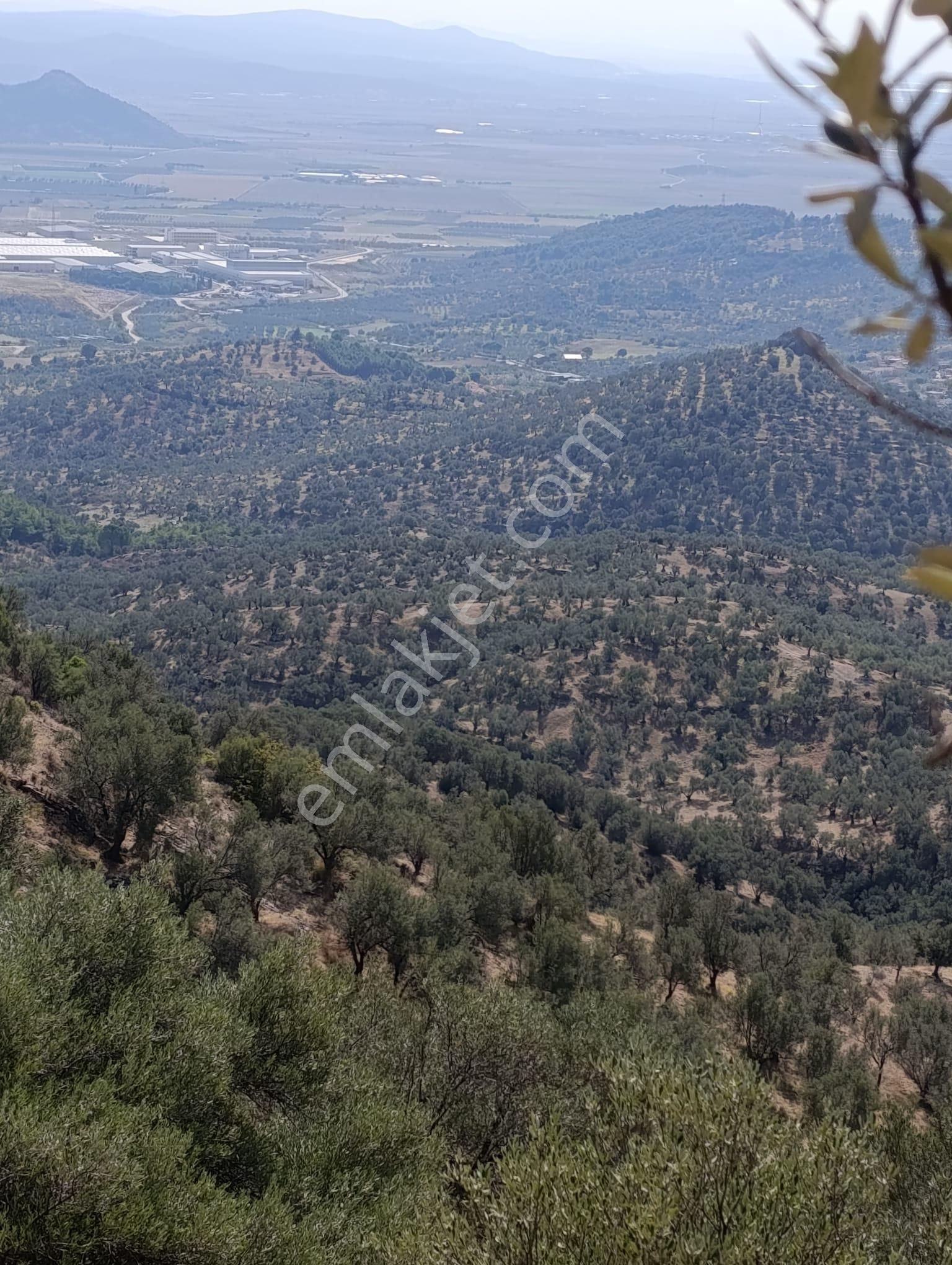 İzmir De Satılık 23 Dekar Ve 800 Ağaç Zeytinli Tarla Son Fiyat - Görsel 14