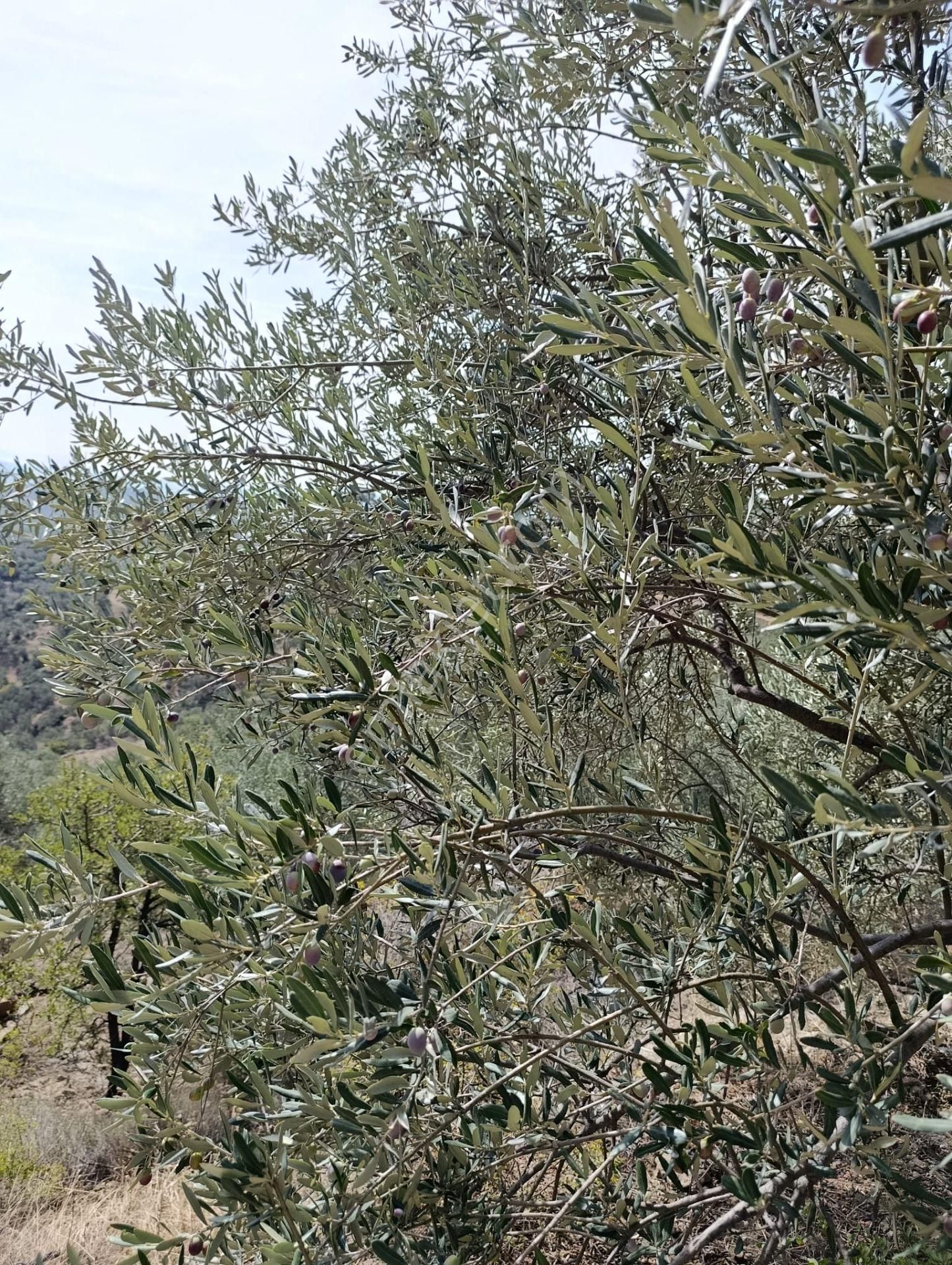 İzmir De Satılık 23 Dekar Ve 800 Ağaç Zeytinli Tarla Son Fiyat - Görsel 12