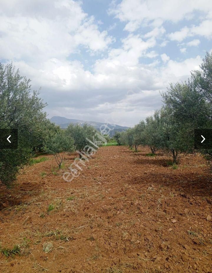 Çok Verimli Zeytin Bahçesi - Görsel 2
