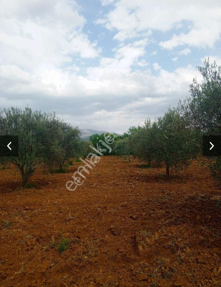 Çok Verimli Zeytin Bahçesi - Görsel 7