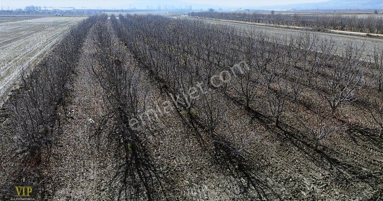 Vip Gayrimenkul'den Tavullar Mah. 8.800m² Yetişkin Elma Bahçesi - Görsel 3