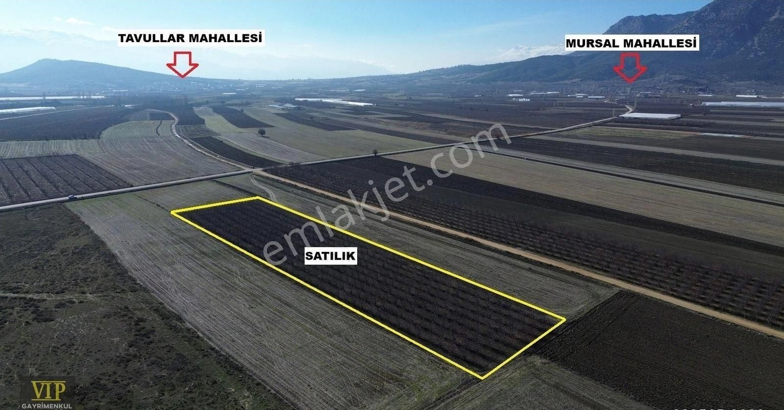 Vip Gayrimenkul'den Tavullar Mah. 8.800m² Yetişkin Elma Bahçesi - Görsel 16
