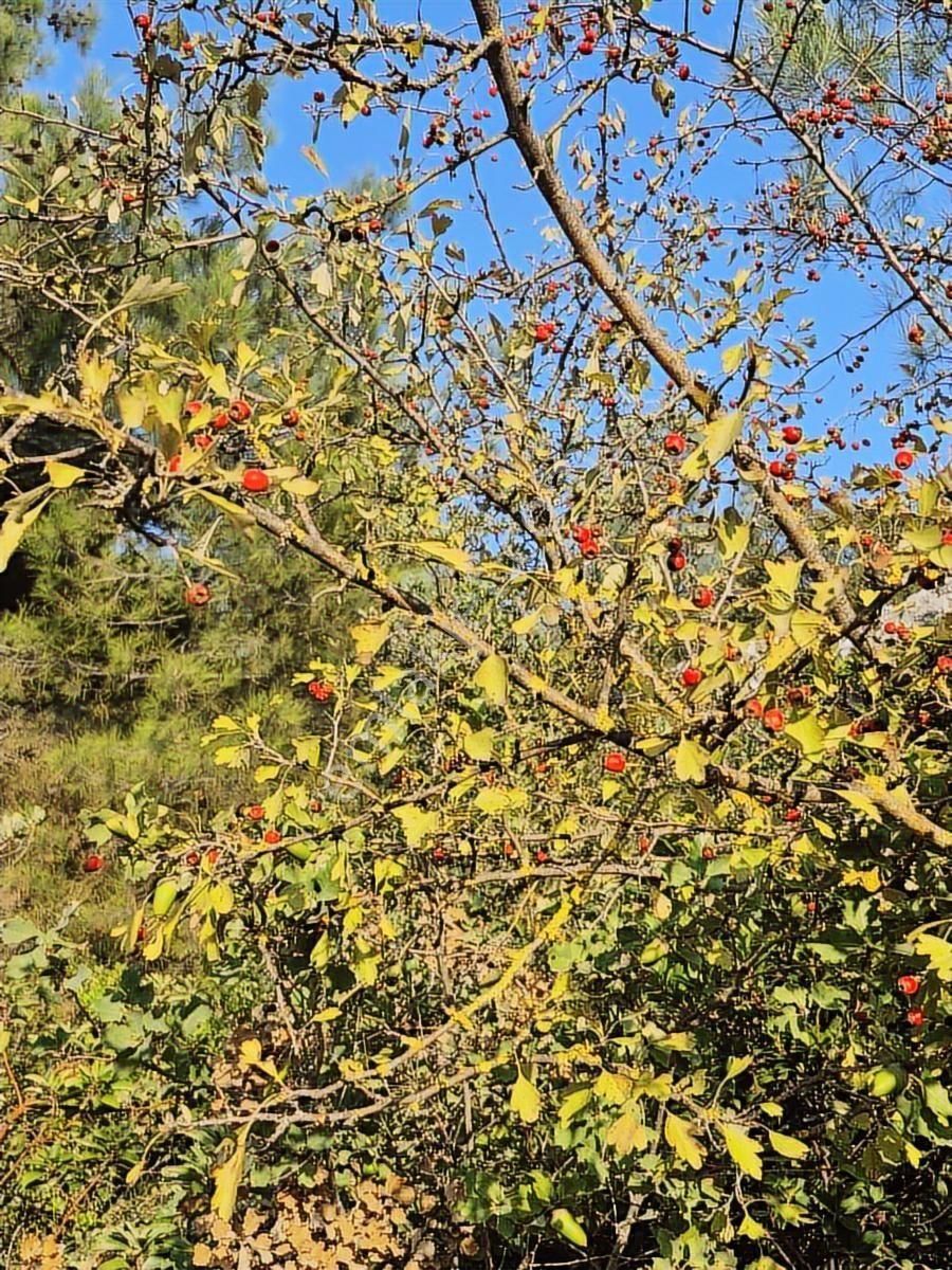 Lenora Gayrimenkül'den Yazıbaşı Mahallesinde Satılık Tarla - Görsel 15
