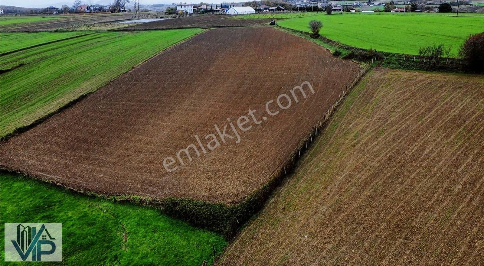 Bafra Vıp Gayrimenkulden Evrenuşağında 11.745m2 Tarla - Görsel 4