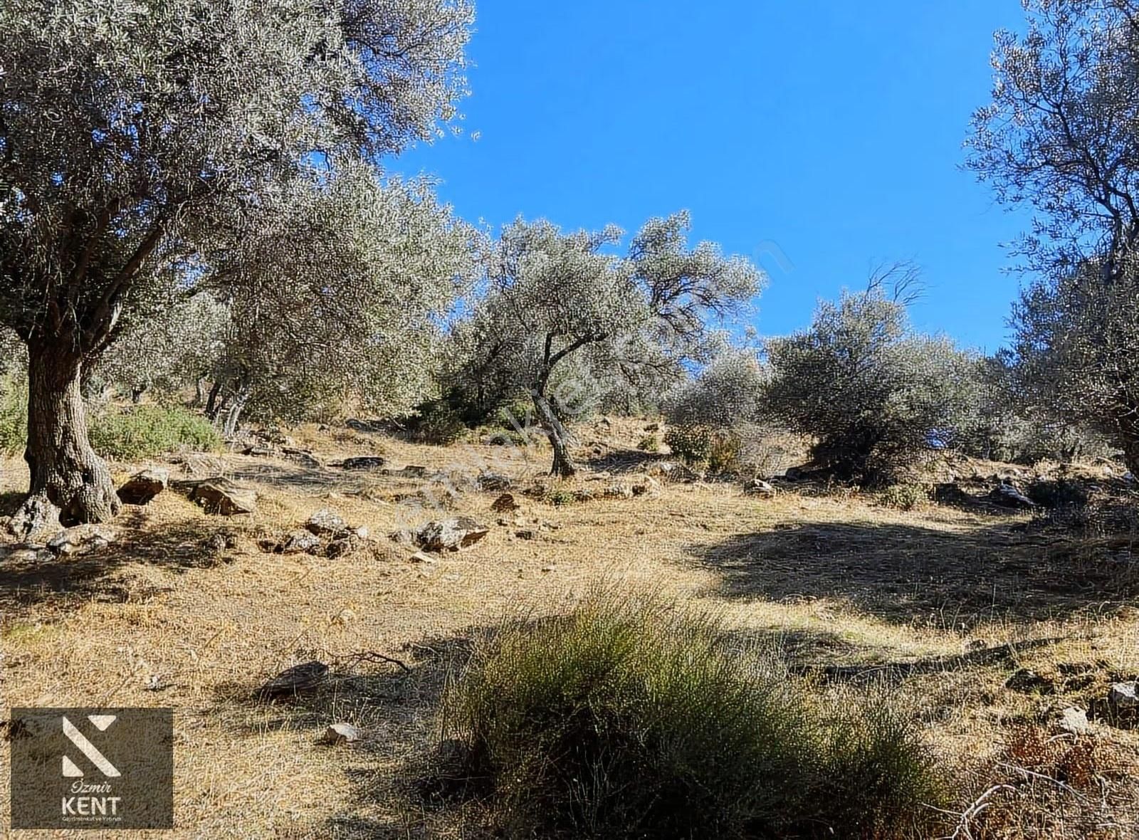 Bayındır Yusuflu Satılık 6050 M2 Zeytinlik Tek Tapu