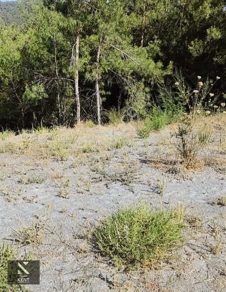 Kuşadası Kirazlı Satılık 3440 M2 Tek Tapu Bahçe Merkeze 500 Mt - Görsel 13