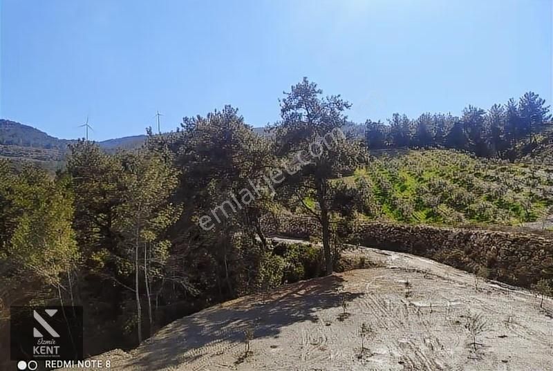 Kuşadası Kirazlı Satılık 3440 M2 Tek Tapu Bahçe Merkeze 500 Mt