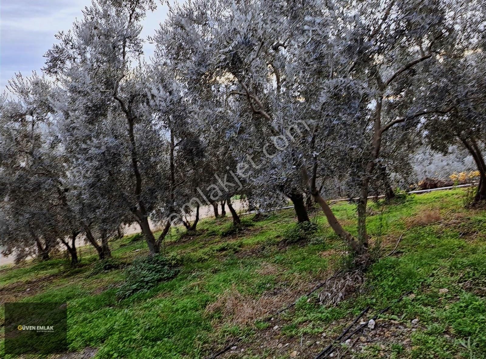 İznik Güven Emlaktan Satılık Göl Manzaralı Zeytin Bahçesi. - Görsel 19