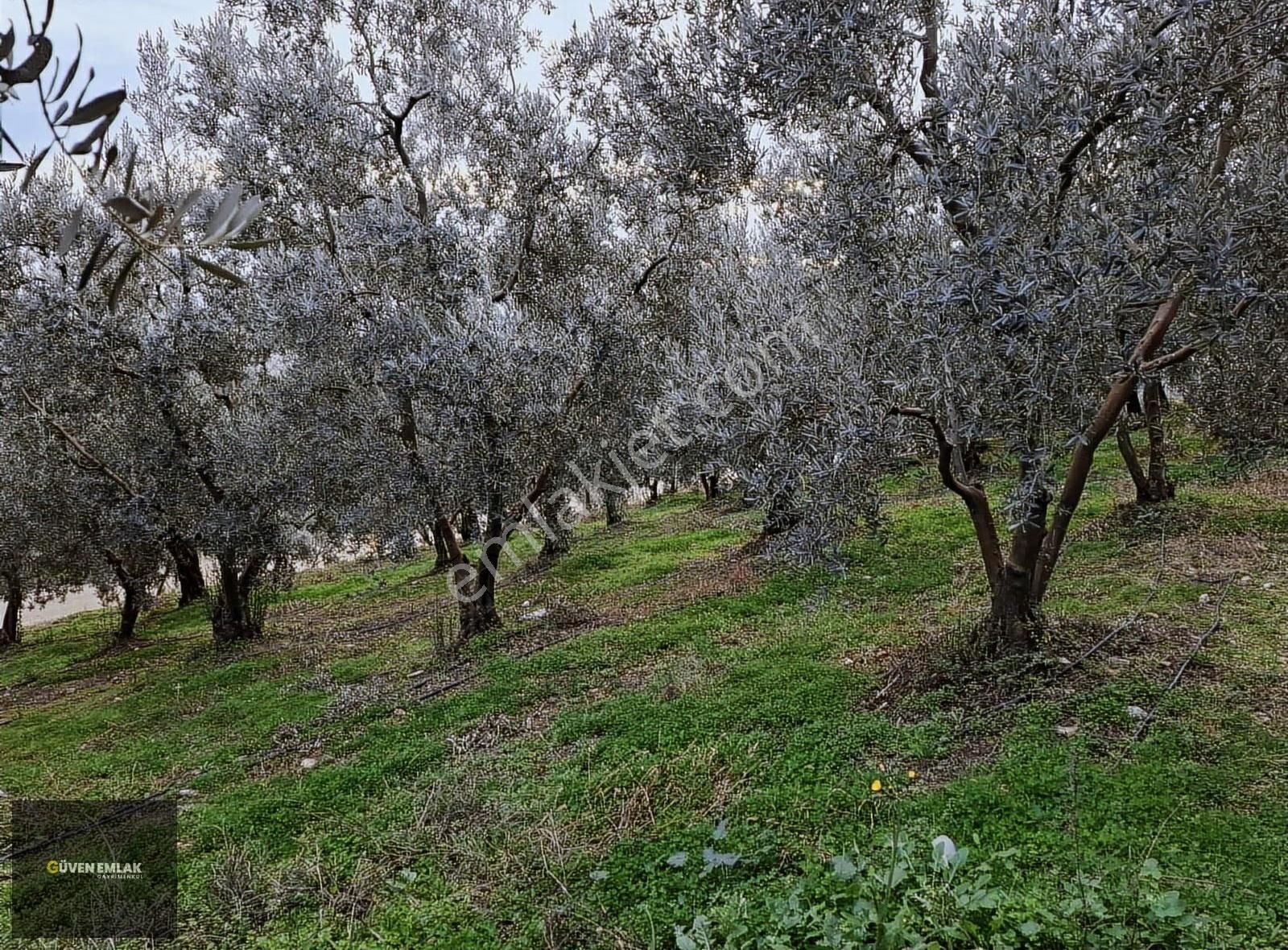 İznik Güven Emlaktan Satılık Göl Manzaralı Zeytin Bahçesi. - Görsel 7