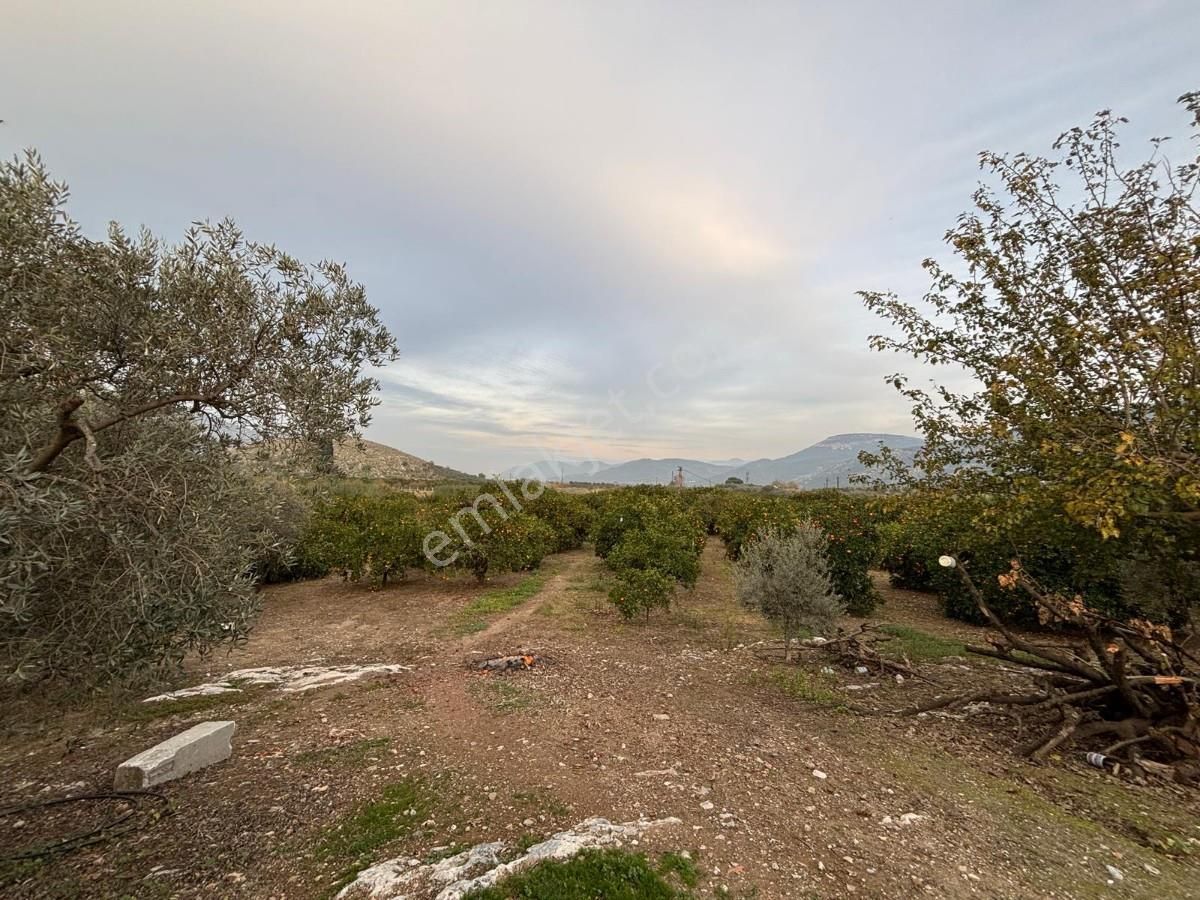 İzmir Selçuk İsabey Mahallesinde Satılık İncir Bahçesi Ve Tarla - Görsel 8