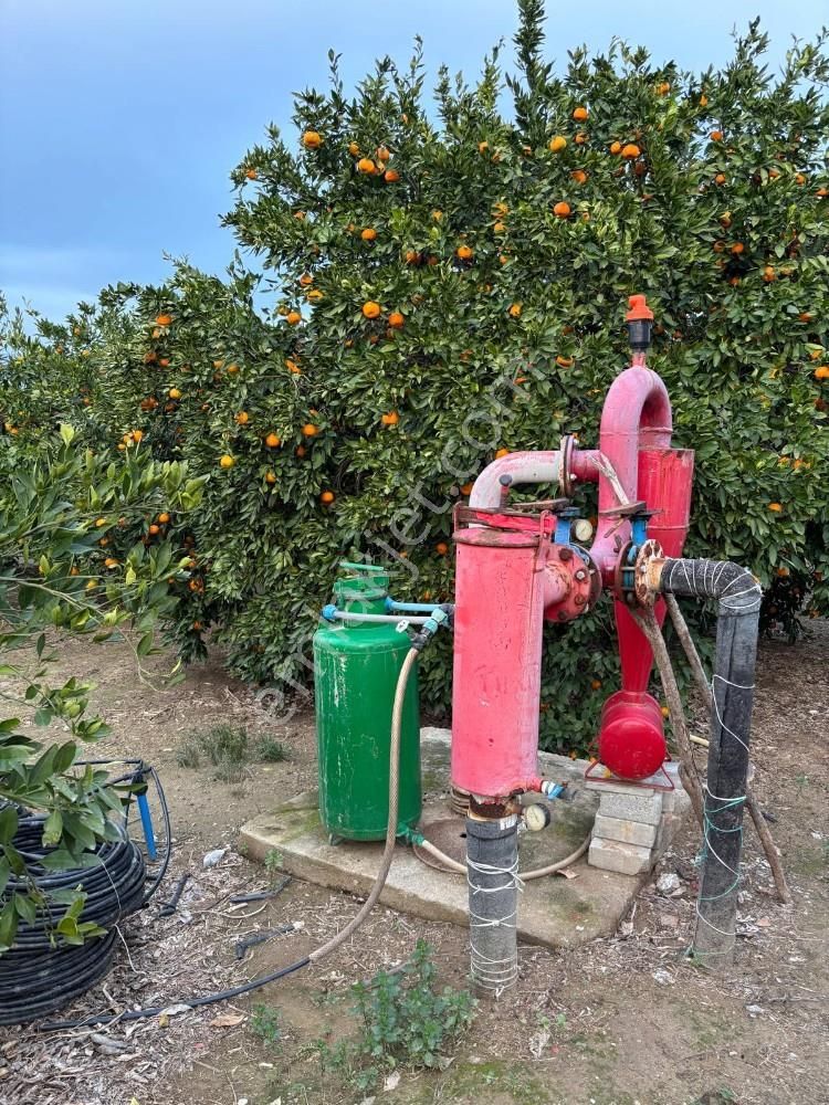 İzmir Selçuk İsabey Mahallesinde Satılık İncir Bahçesi Ve Tarla - Görsel 23
