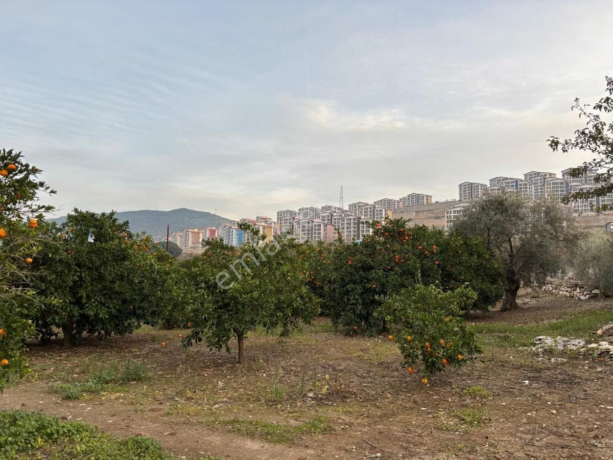 İzmir Selçuk İsabey Mahallesinde Satılık İncir Bahçesi Ve Tarla - Görsel 18