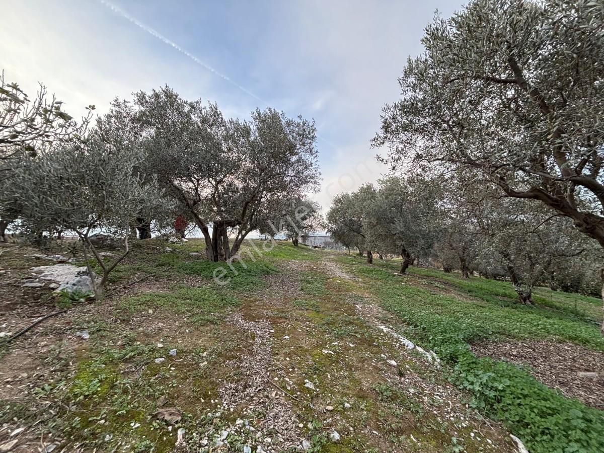 İzmir Selçuk İsabey Mahallesinde Satılık İncir Bahçesi Ve Tarla - Görsel 12