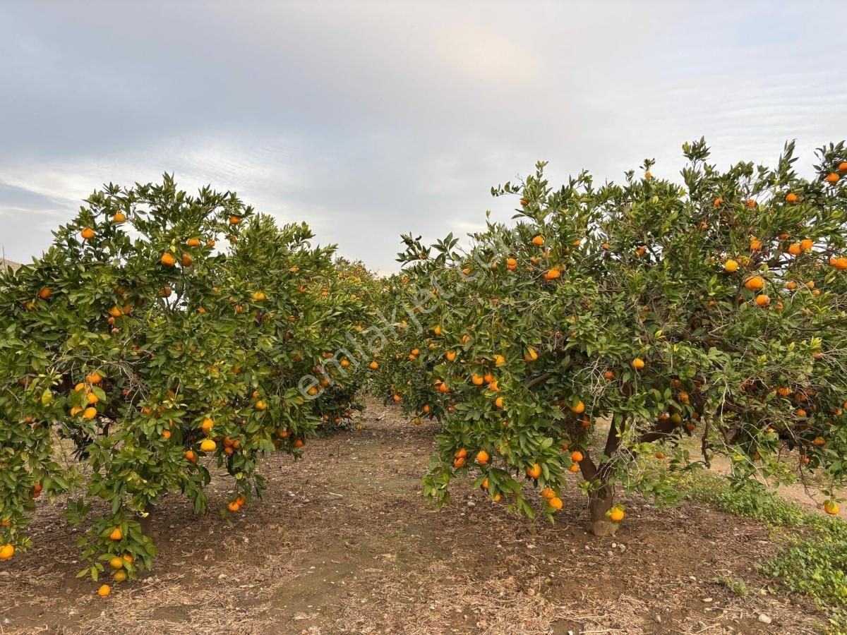 İzmir Selçuk İsabey Mahallesinde Satılık İncir Bahçesi Ve Tarla - Görsel 17
