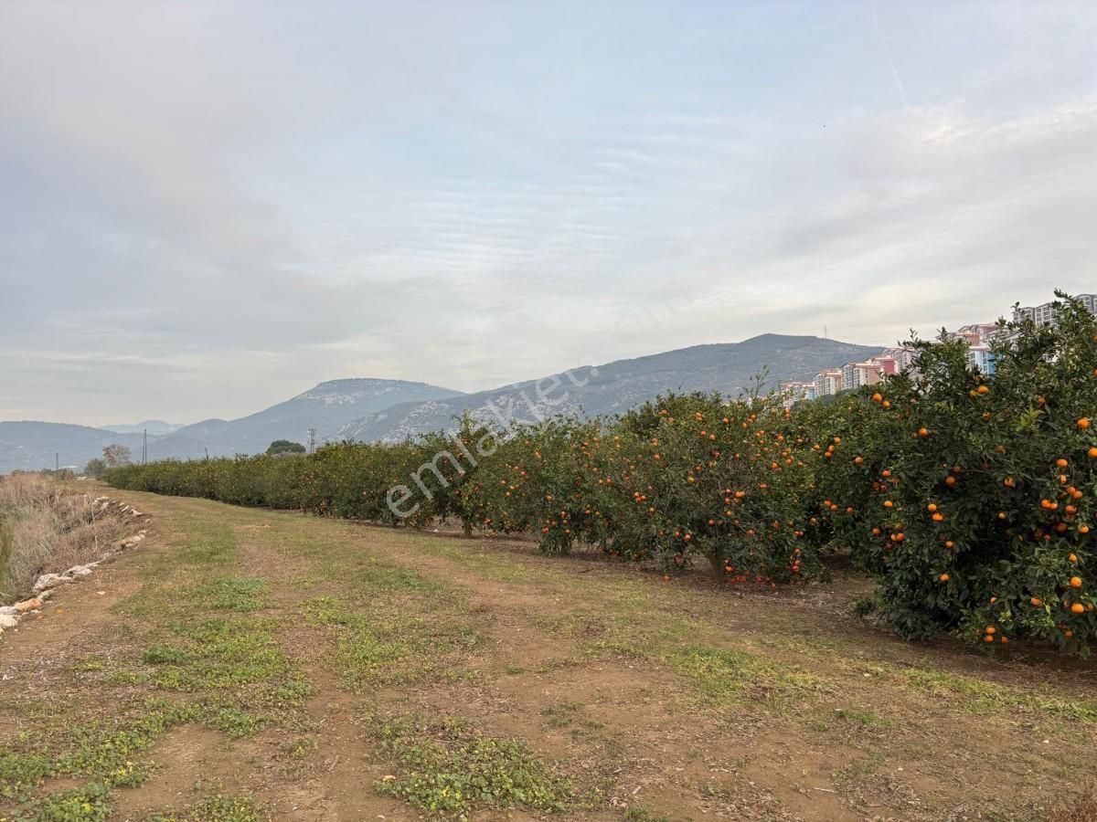 İzmir Selçuk İsabey Mahallesinde Satılık İncir Bahçesi Ve Tarla - Görsel 20