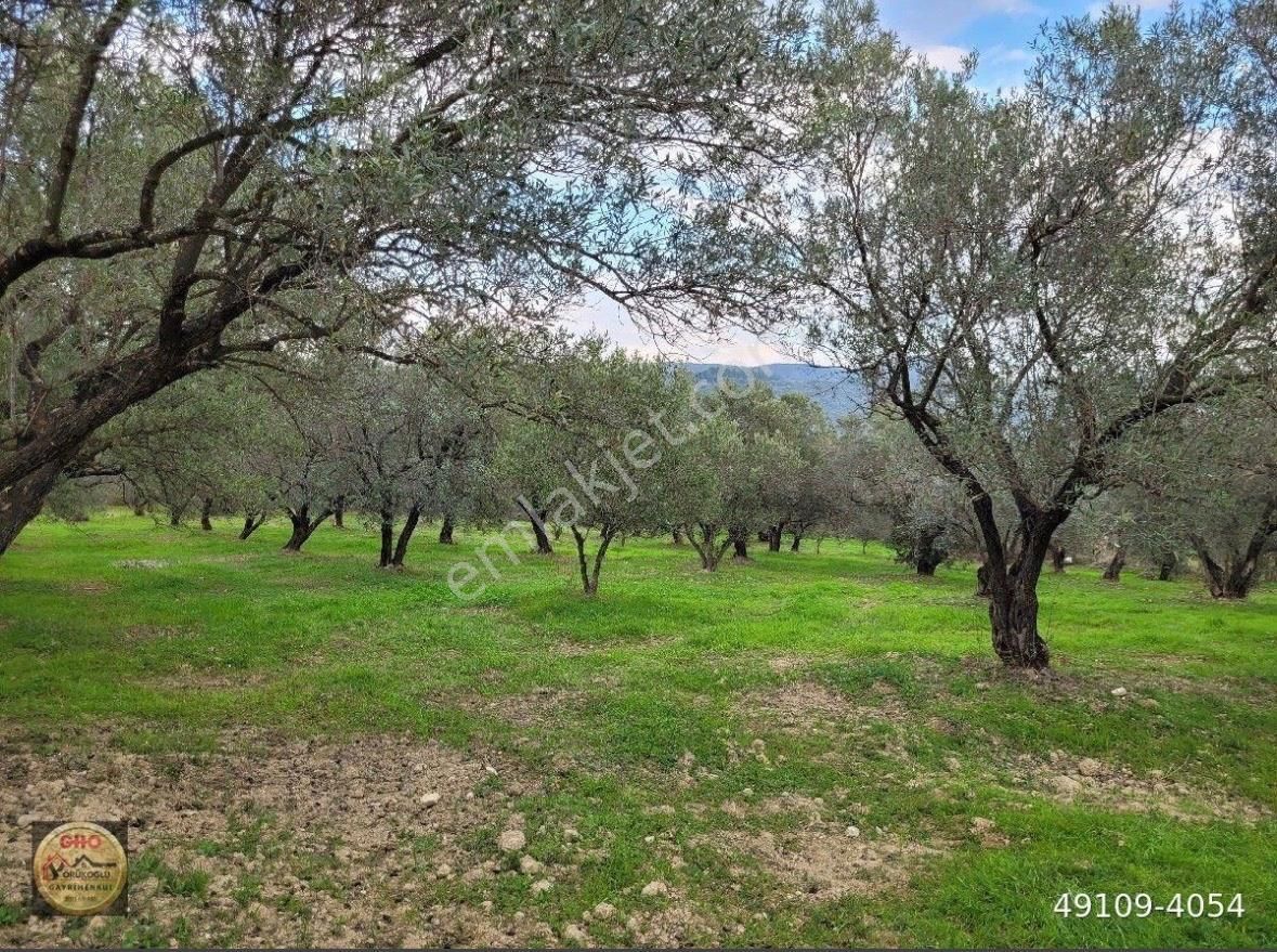 Kuşadası Kirazlı Asfaltına 150 Metre İmara Yakın Zeytinlik - Görsel 18