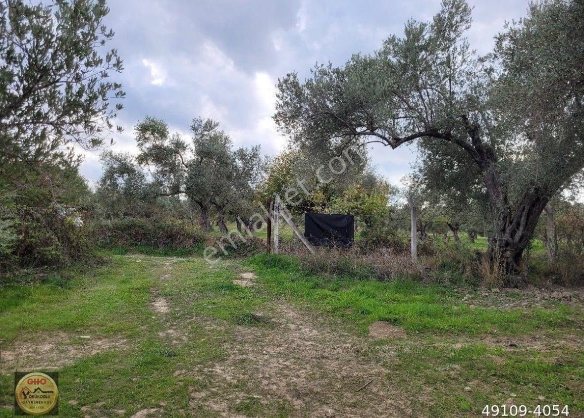 Kuşadası Kirazlı Asfaltına 150 Metre İmara Yakın Zeytinlik - Görsel 12