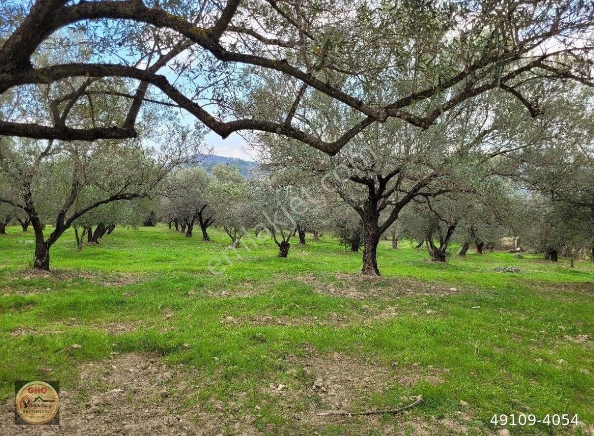 Kuşadası Kirazlı Asfaltına 150 Metre İmara Yakın Zeytinlik - Görsel 17