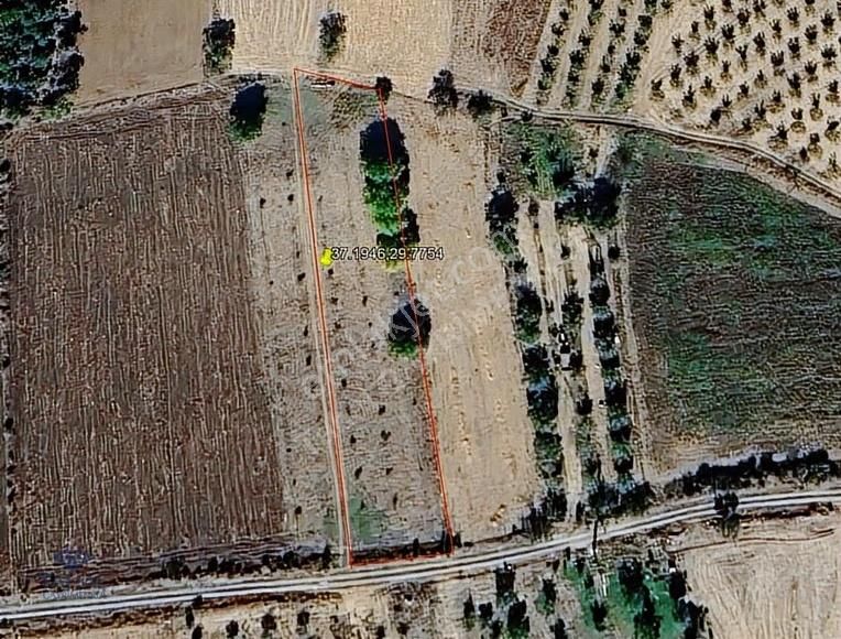 Müstakil Parsel Yol Önü, Ceviz Dikili, Yatırımlık Tarla - Görsel 3