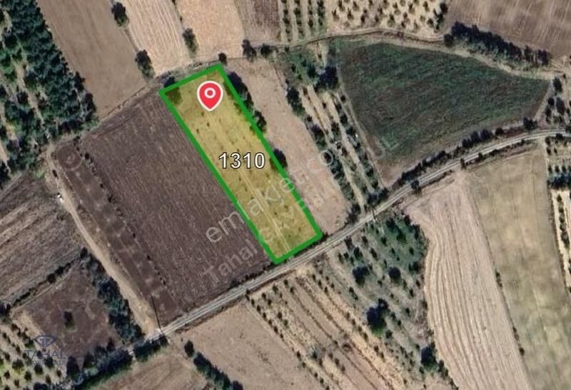 Müstakil Parsel Yol Önü, Ceviz Dikili, Yatırımlık Tarla - Görsel 2