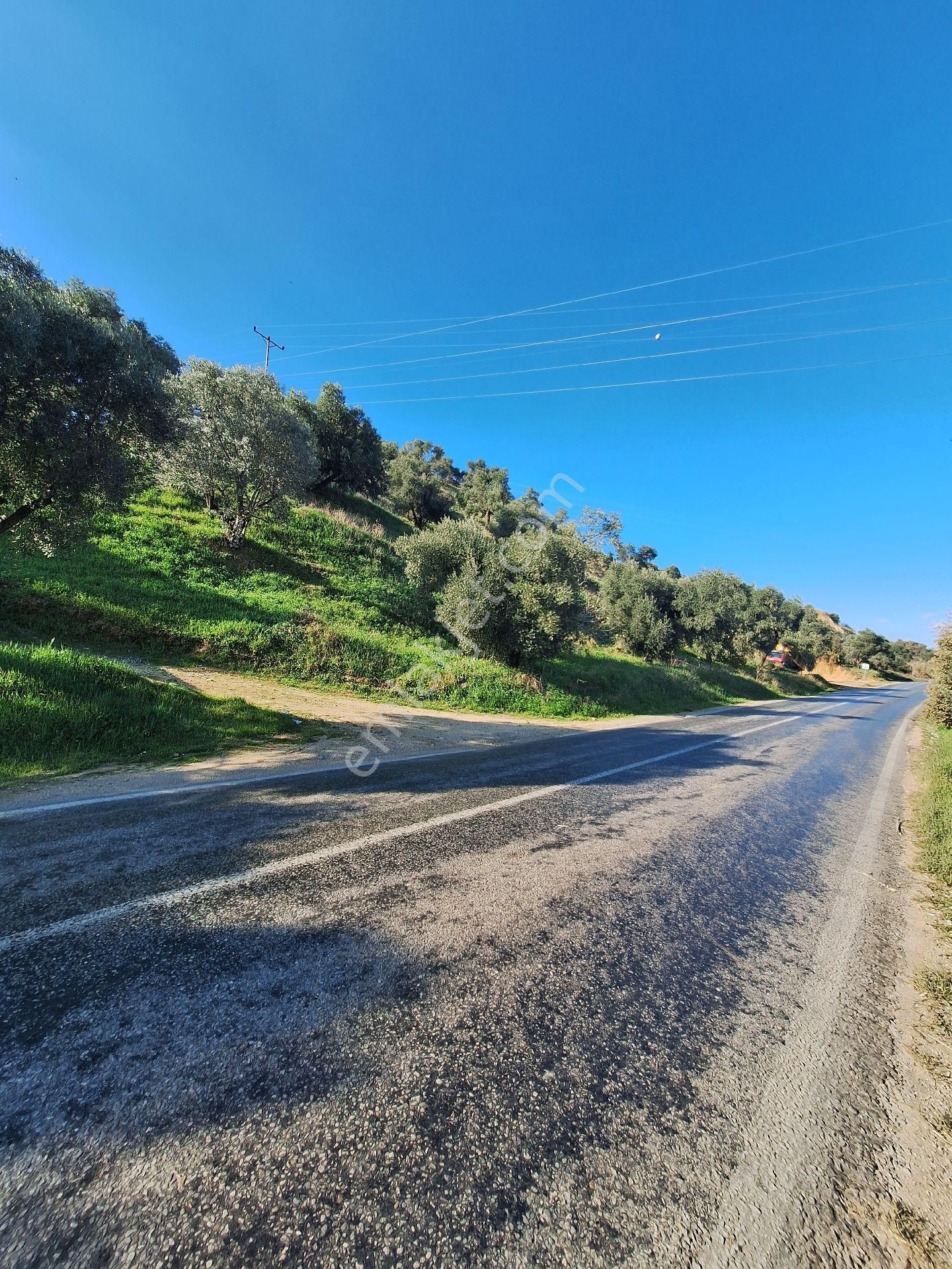 Satılık Zeytin Ve İncir Bahçesi