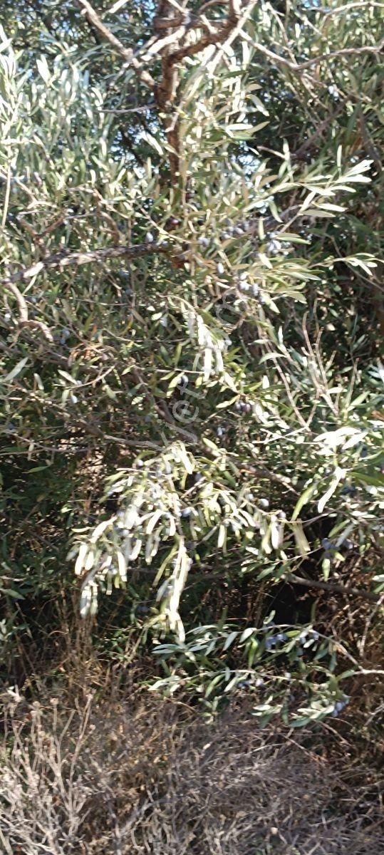 Muhendis Emlak'tan Bayındır Kızılcaova Köye 350 M. 7756 M2 Tarla - Görsel 31