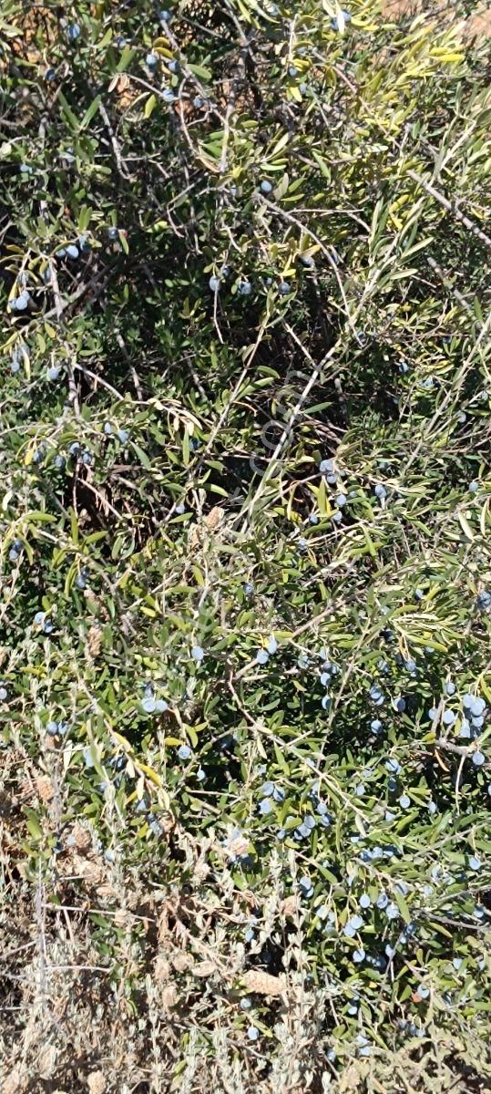 Muhendis Emlak'tan Bayındır Kızılcaova Köye 350 M. 7756 M2 Tarla - Görsel 32